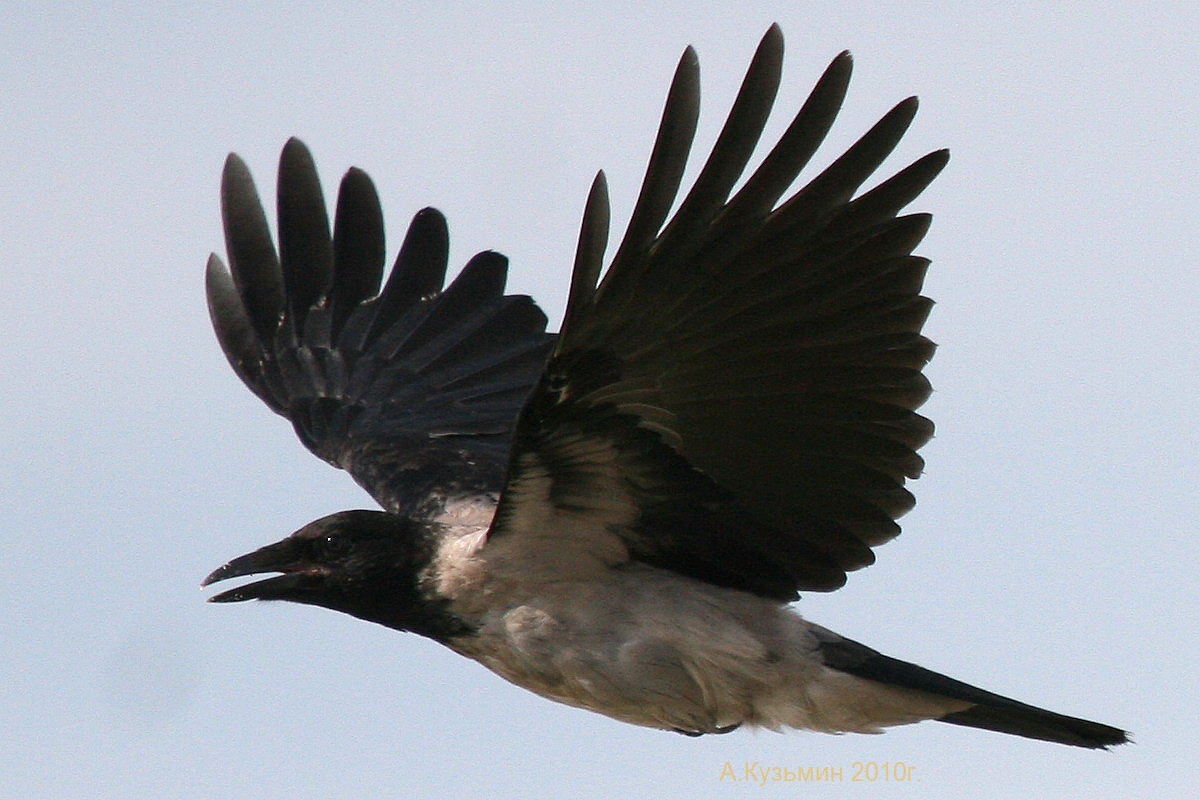 Черный Ворон Фото Птицы