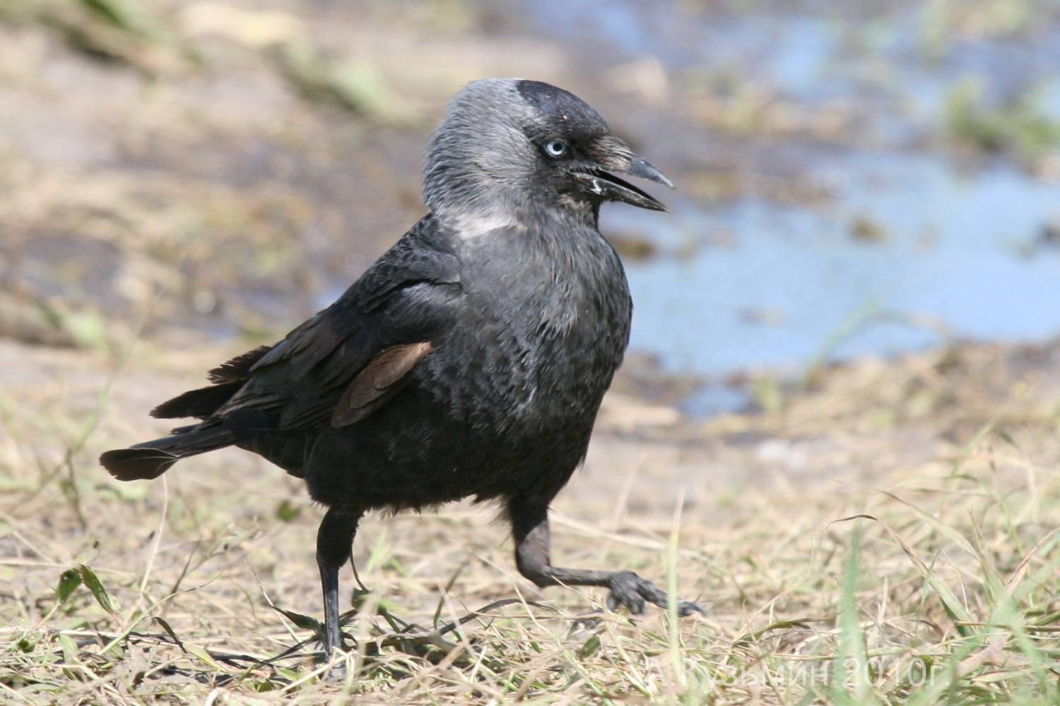 Птица С Черной Головой Фото